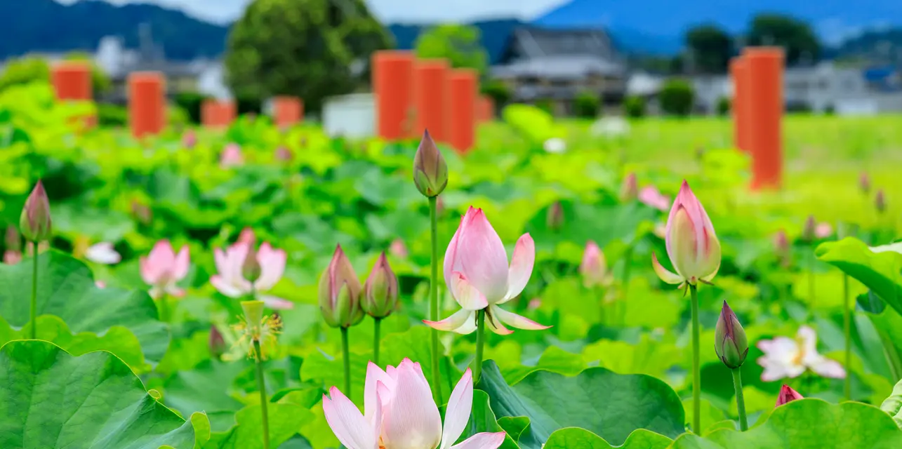 世界遺産候補『飛鳥・藤原の宮都』イメージ