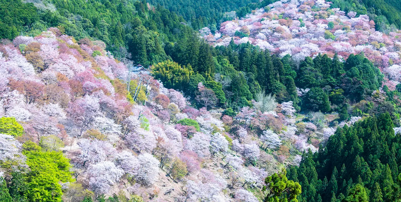 奈良県中南和地域イメージ