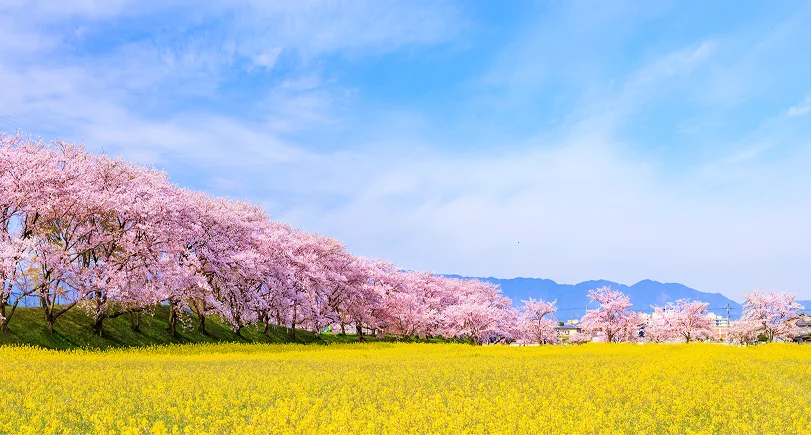 かしはらナビプラザ