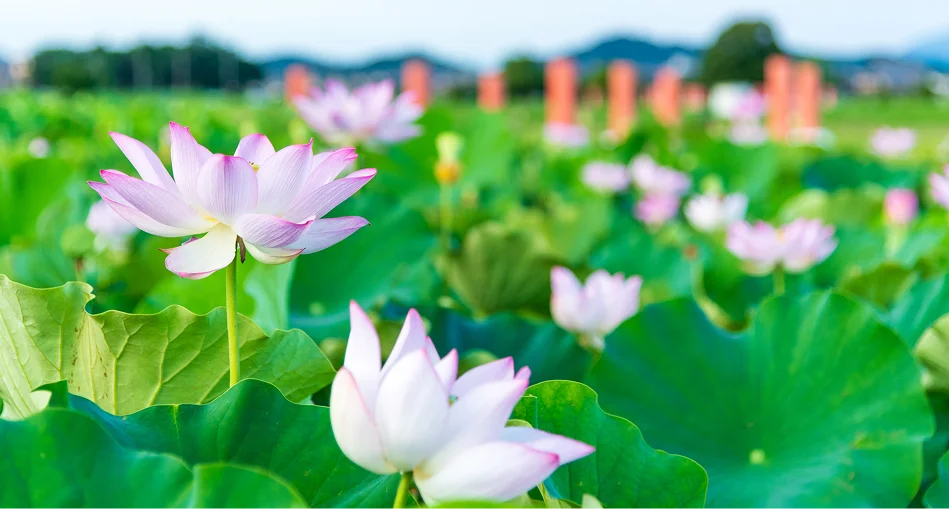 かしはらナビプラザ